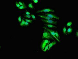 MSRB1 antibody