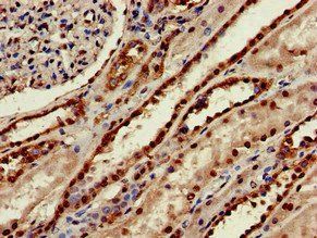 MSRB1 Antibody