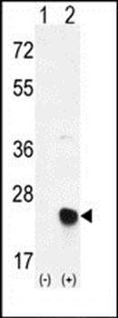 MSRB2 antibody
