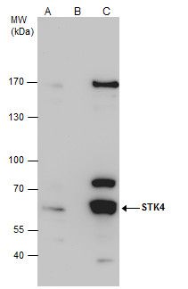 MST1 antibody