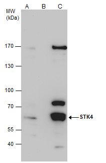 serine/threonine kinase 4 Antibody