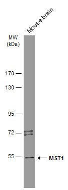 MST1 antibody