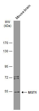 serine/threonine kinase 4 Antibody