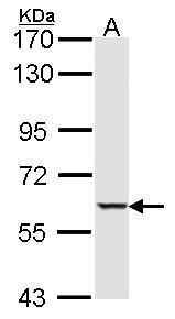 serine/threonine kinase 4 Antibody