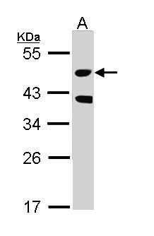 MST3 antibody