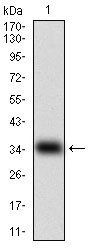 MSTN Antibody