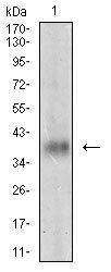 MSTN Antibody