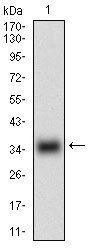 MSTN Antibody