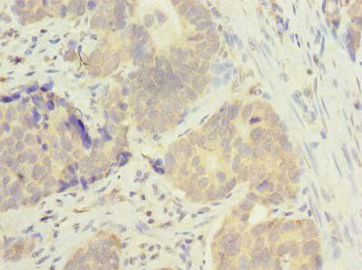 MSTO1 Antibody