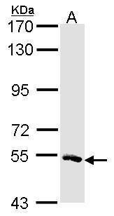 MSTO1 antibody