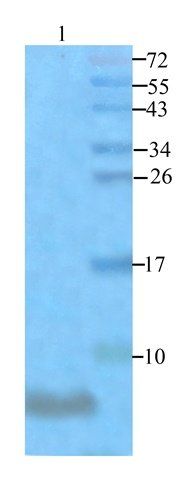 MT-ATP8 antibody