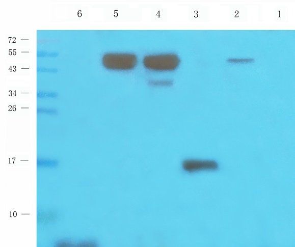 MT-ATP8 antibody