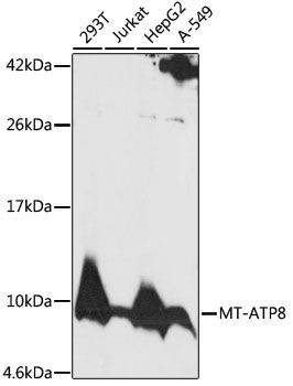 MT-ATP8 antibody