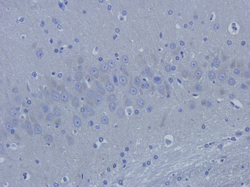 MT-ATP8 antibody