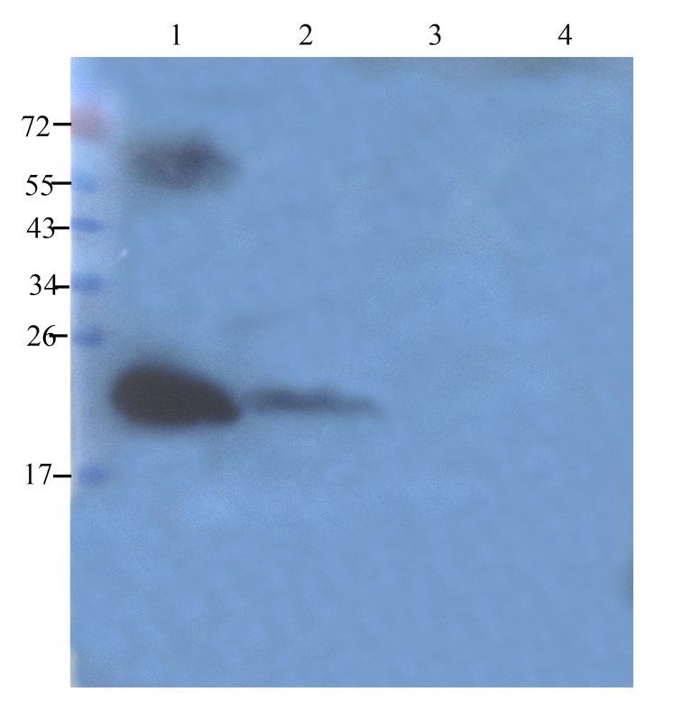 MT-ATP8 antibody