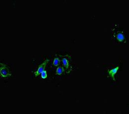 MT-CO1 Antibody