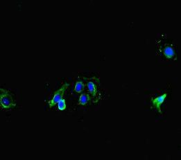 MT-CO1 antibody