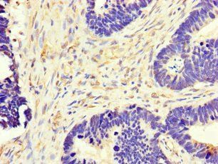 MT-CO1 Antibody