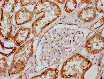 MT-CO2 Antibody