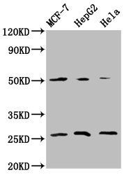 MT-CO2 antibody