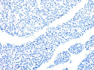 MT-CO2 Antibody
