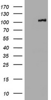 MCAT Antibody