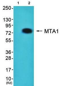 MTA1 Antibody