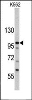 MTBP antibody
