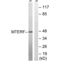 MTERF1 Antibody