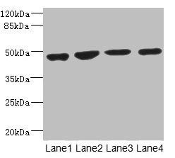 MTERF3 Antibody