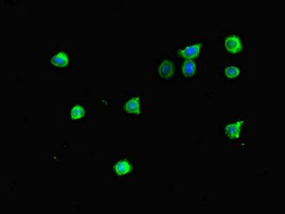 MTERF4 Antibody