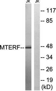 MTERF Antibody