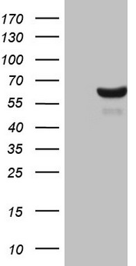 MTF1 Antibody