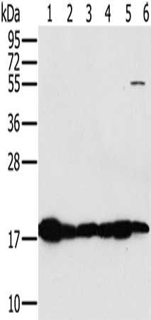MTFP1 Antibody