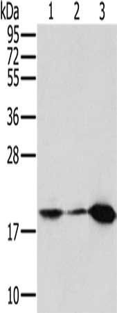 MTFP1 Antibody