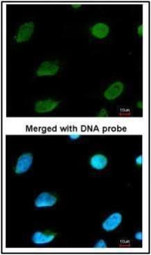 MTGR1 antibody [C1C3]