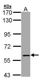 MTGR1 antibody