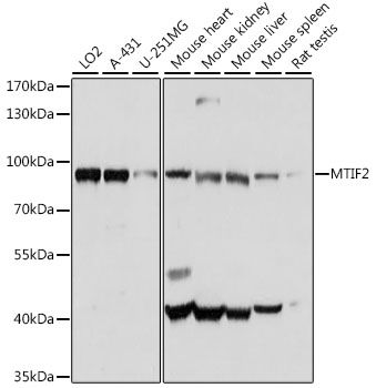 MTIF2 antibody