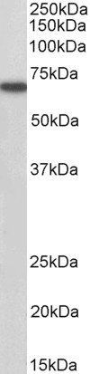Goat anti-MTM1 Antibody