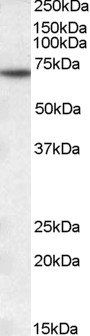 Goat anti-MTM1 Antibody