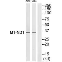 MT-ND1 antibody