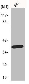 MTNR1B Antibody