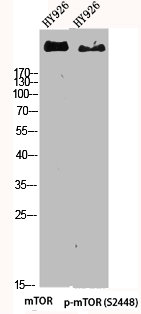 mTOR antibody