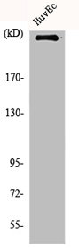 mTOR antibody