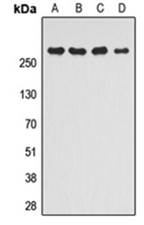 mTOR (Phospho-S2448) antibody