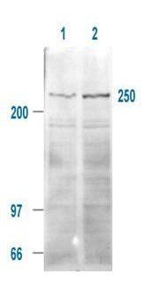 mTOR (phospho-S2448) antibody