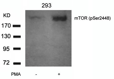 mTOR (Phospho-Ser2448) Antibody