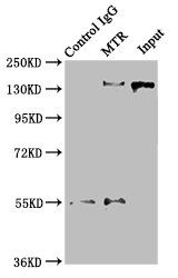 MTR antibody