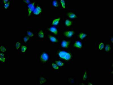 MTRF1 Antibody
