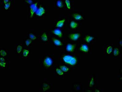 MTRF1 antibody